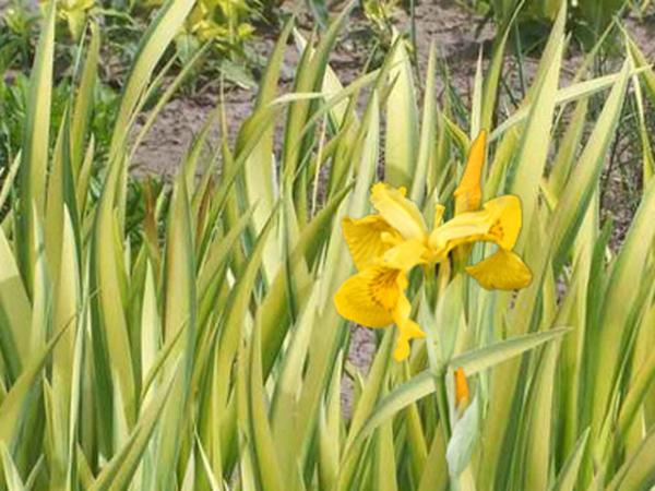 iris pseudacorus variegata