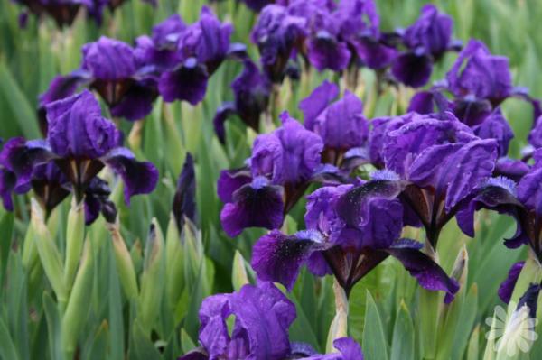 iris pumila atroviolacea