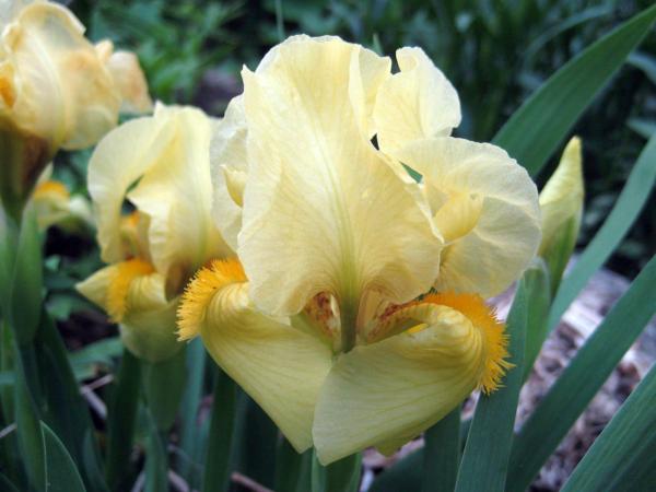 iris pumila aurea