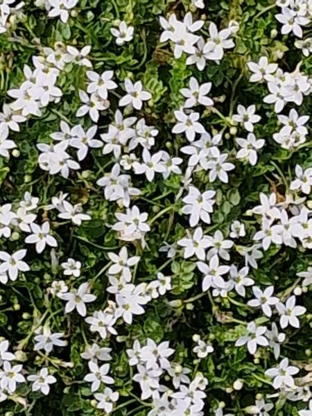 isotoma fluviatilis alba