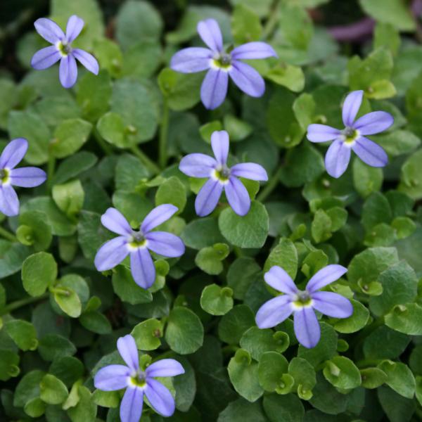 isotoma fluviatilis county park