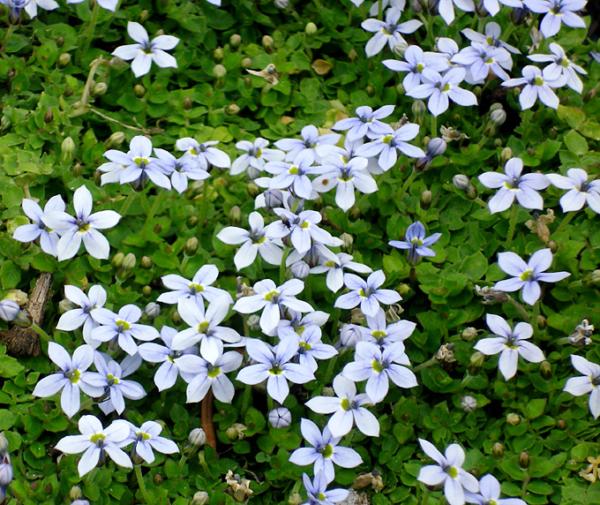 isotoma fluviatilis