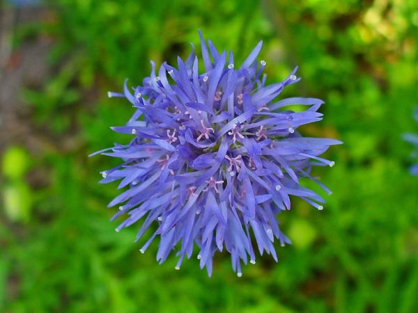 jasione laevis