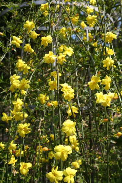 jasminum nudiflorum