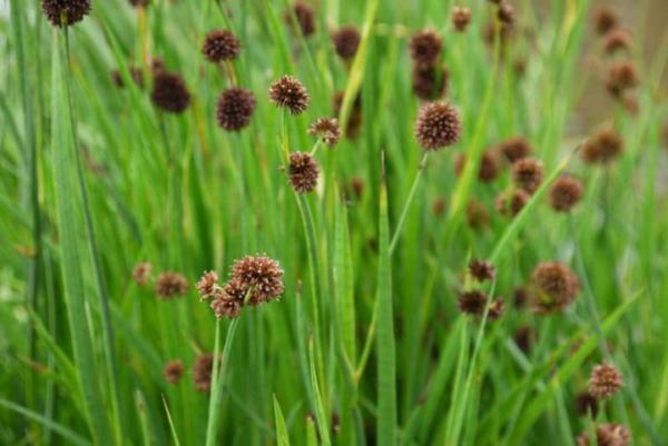 juncus ensifolius