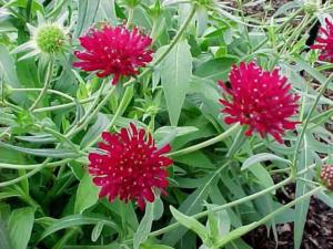 knautia macedonica mars midget 