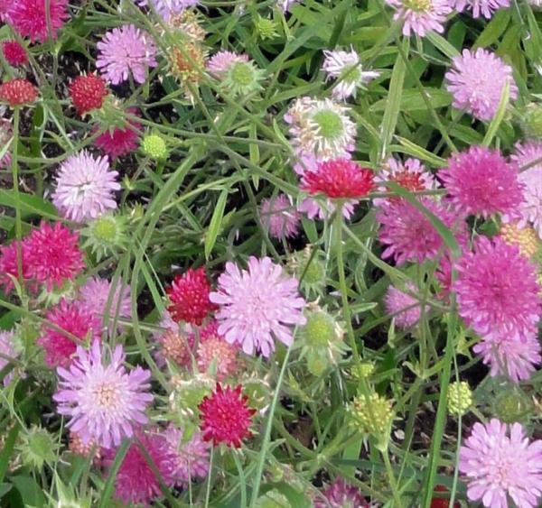 knautia macedonica melton pastel