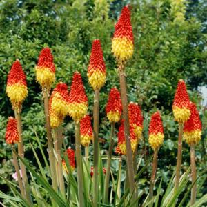 kniphofia caulescens