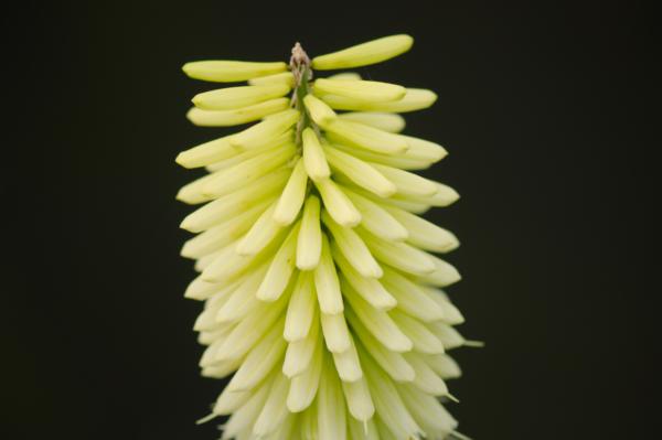 kniphofia citrina