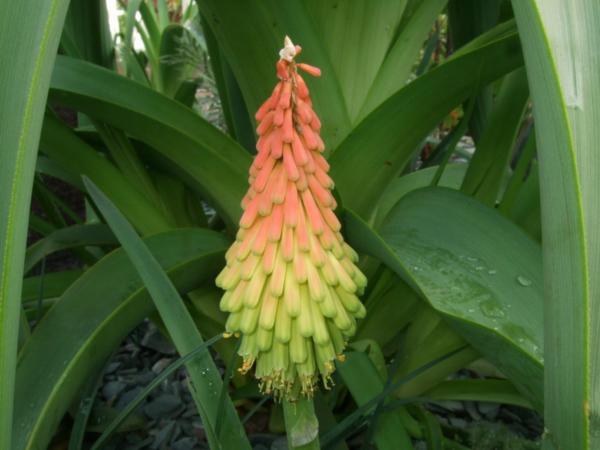 kniphofia hirsuta fire dance