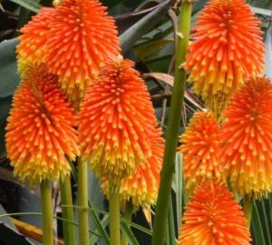 kniphofia rooperi