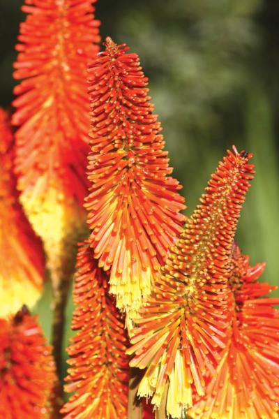 kniphofia uvaria flamenco