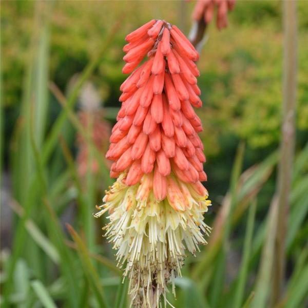 kniphofia uvaria grandiflora