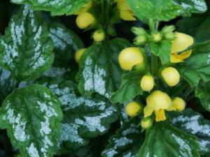 lamium galeobdolon