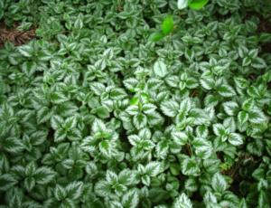 lamium galeobdolon silver angel