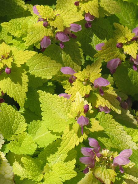 lamium maculatum aureum 