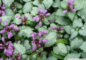 lamium maculatum beacon silver