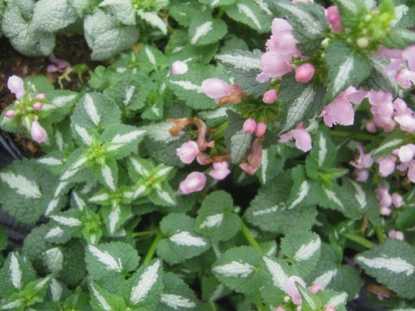 lamium maculatum pink nancy