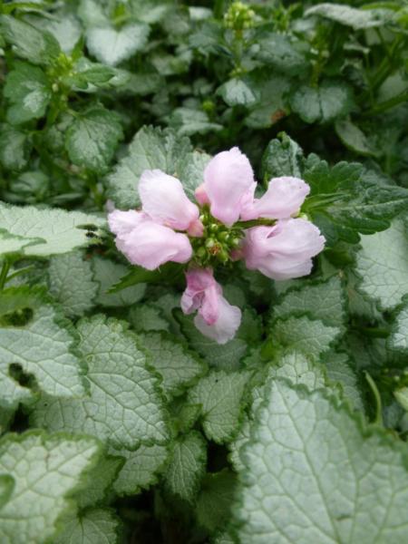 lamium maculatum pink pewter