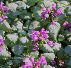 lamium maculatum red nancy