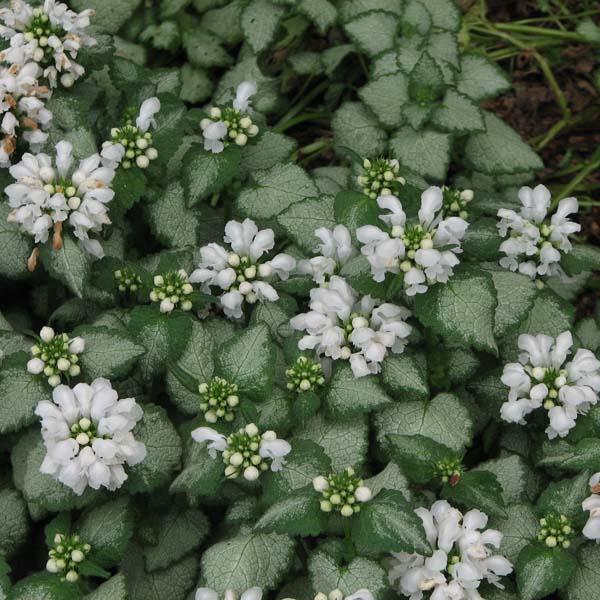 lamium maculatum white nancy