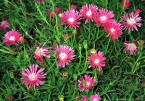 lampranthus roseus