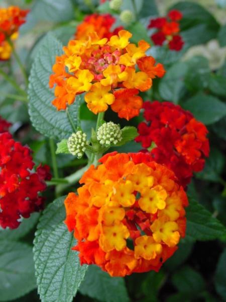 lantana camara