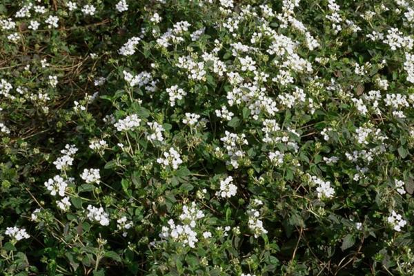 lantana sellowiana alba