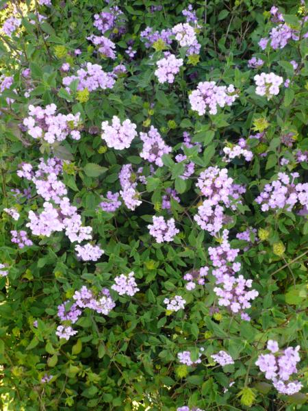 lantana sellowiana