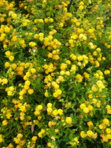 lantana sellowiana lutea