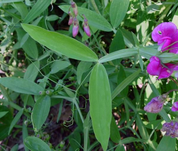 lathyrus latifolius