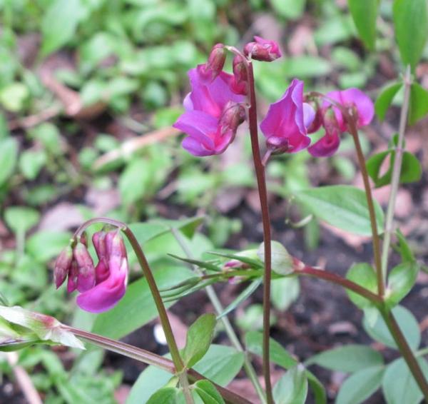 lathyrus vernus raimbow