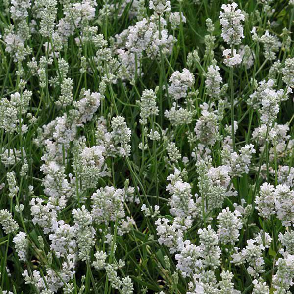 lavandula angustifolia alba