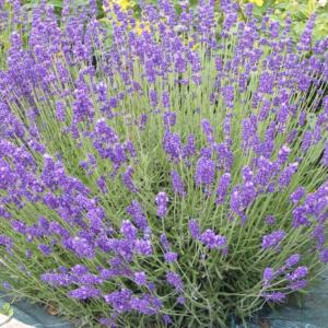 lavandula angustifolia