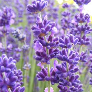 lavandula angustif. hidcote blue