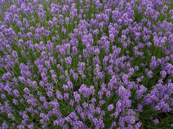 lavandula angustifolia munstead