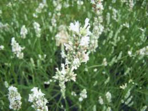 lavandula angustifolia nana alba