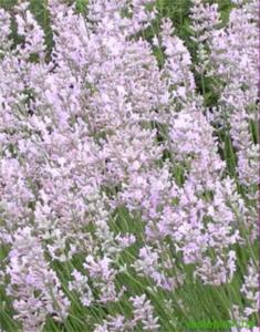 lavandula angustifolia rosea