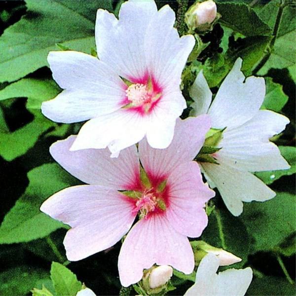 lavatera barnsley