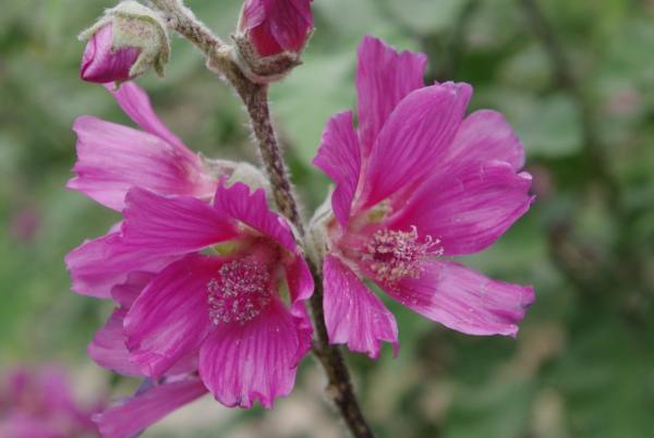 lavatera olbia rosea