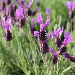 lavandula stoechas