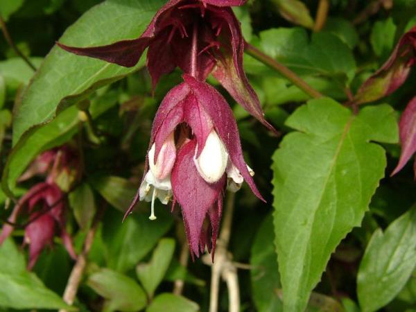 leycesteria formosa