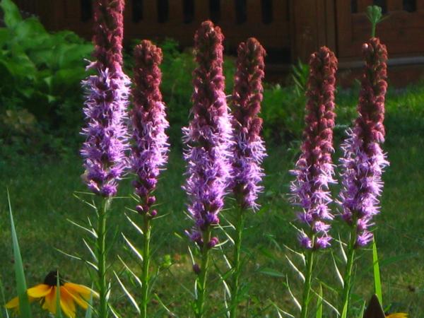liatris spicata floristan viola