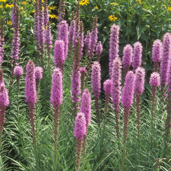 liatris spicata kobold