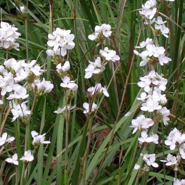 libertia formosa 