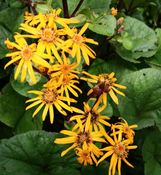 ligularia dentata