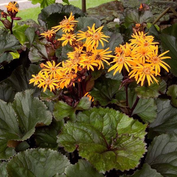 ligularia dentata othello