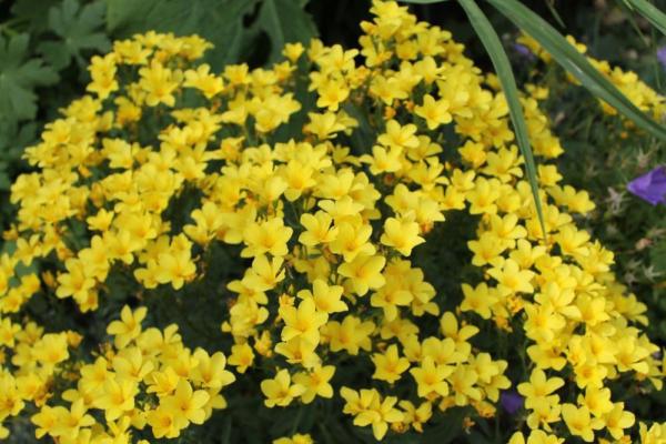 linum flavum compactum