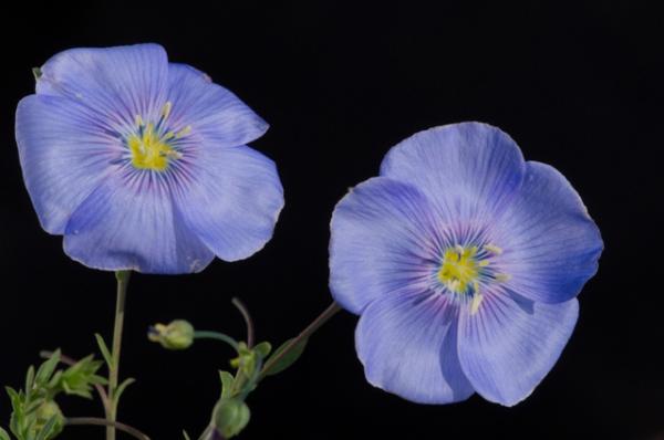 linum perenne