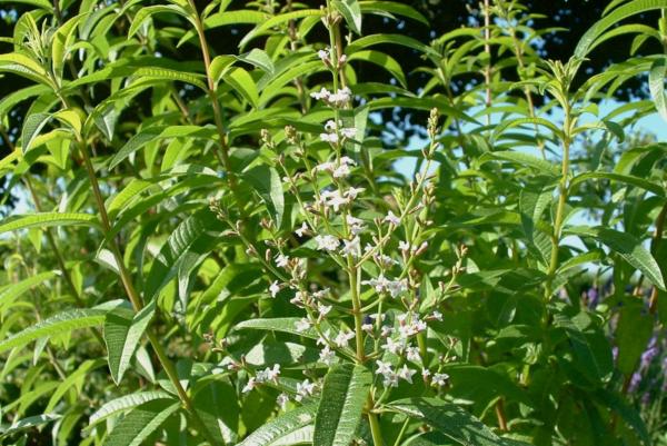 lippia citriodora